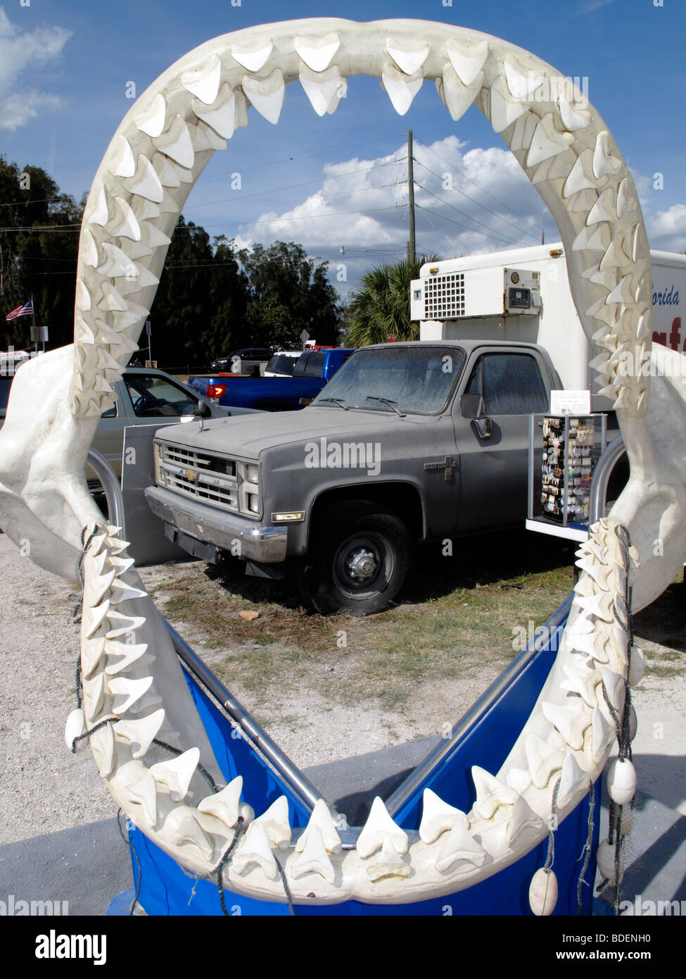 Una ganascia di squalo in Florida negli Stati Uniti Foto Stock