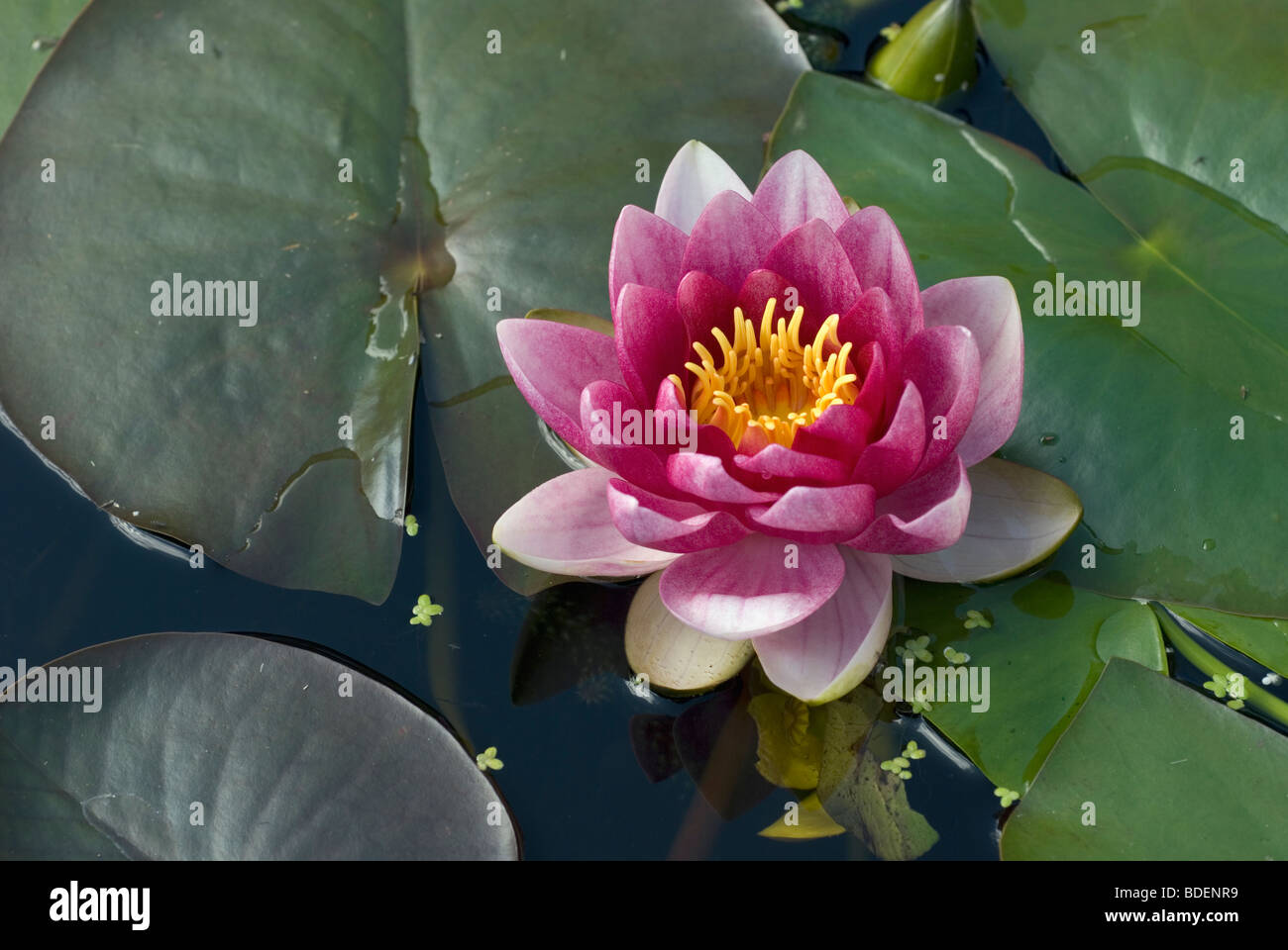 Ninfea rosa Foto Stock