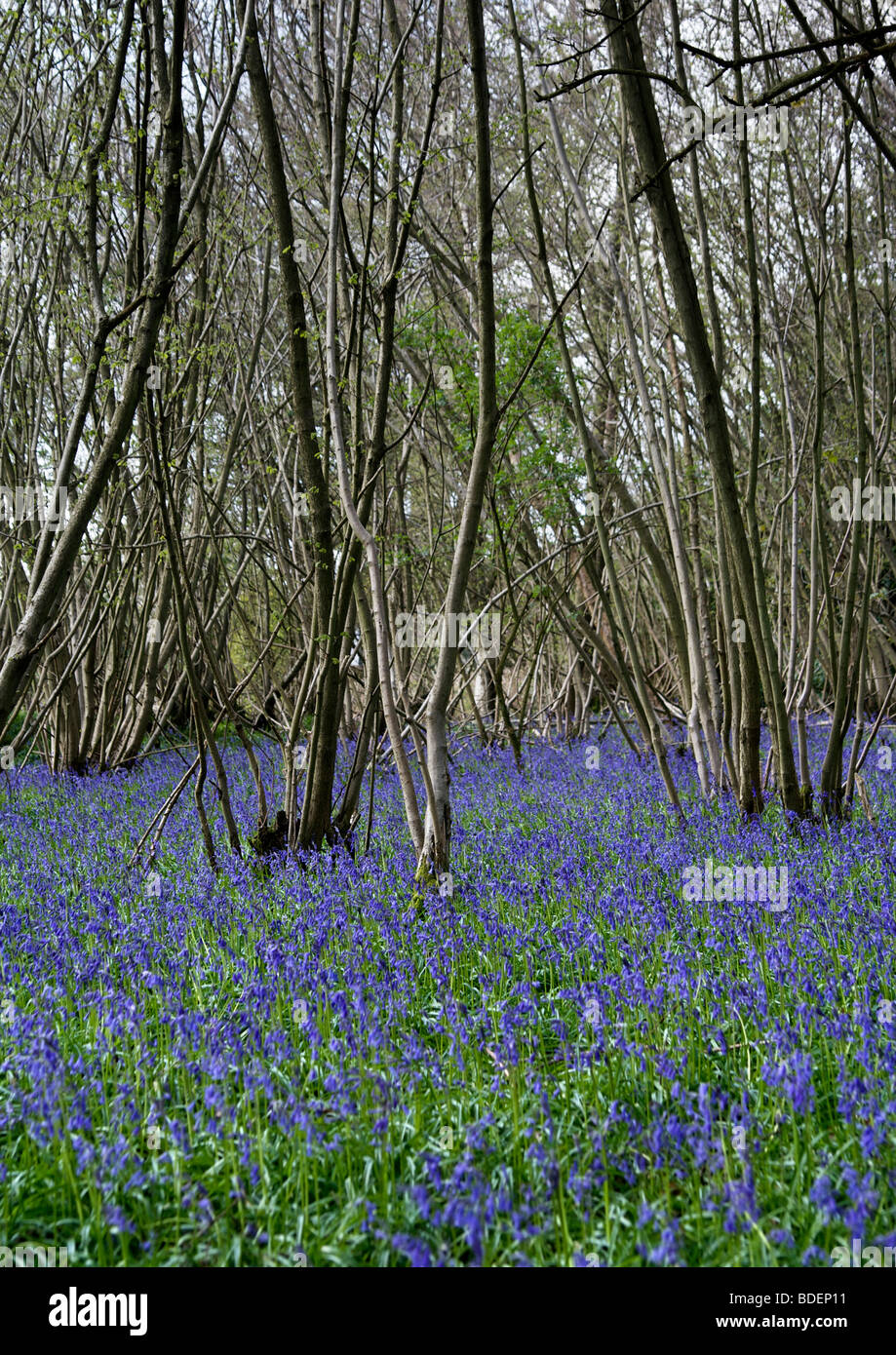 English Bluebell Wood Foto Stock
