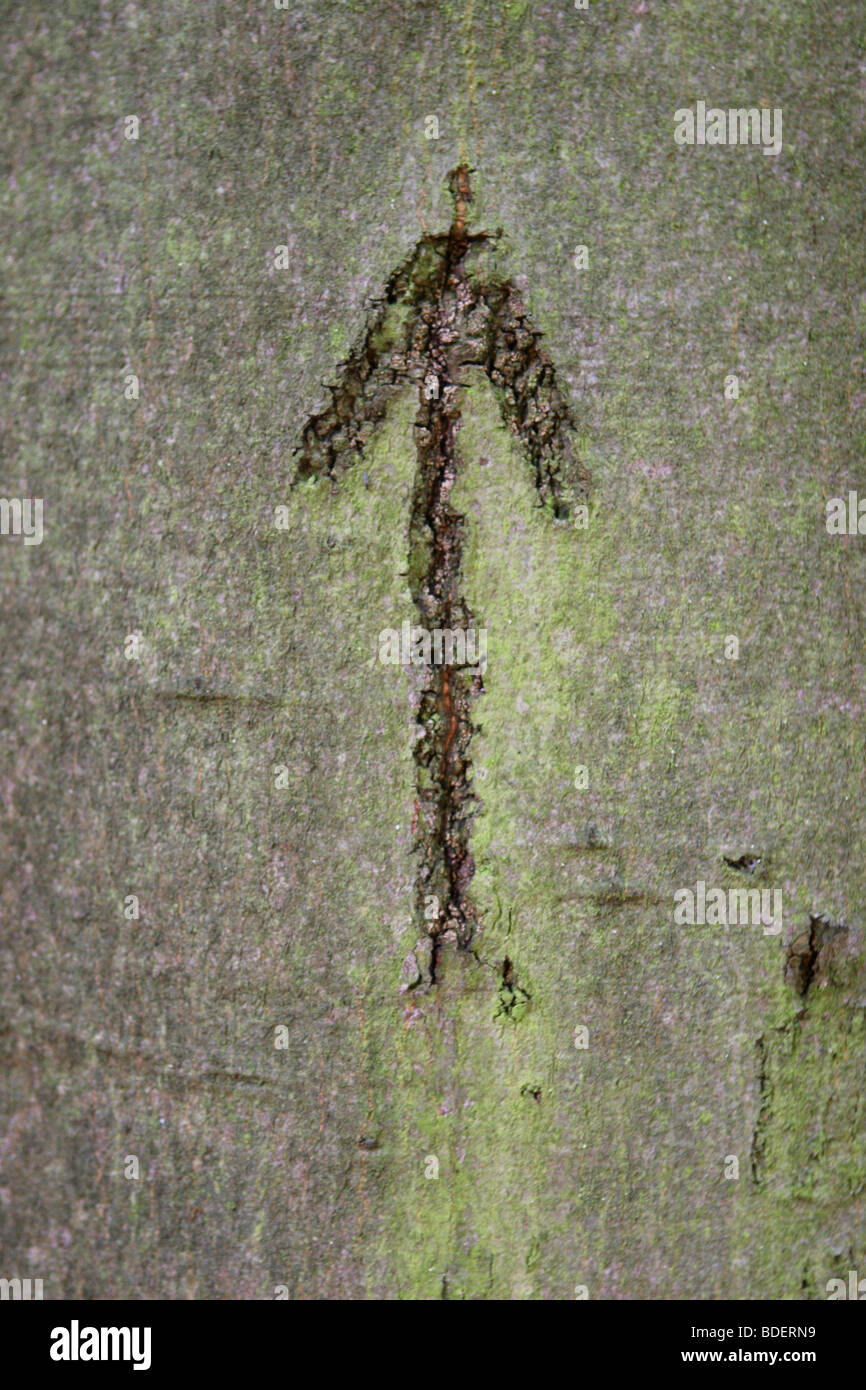Scolpita la freccia rivolta verso l'alto sulla corteccia di albero Foto Stock