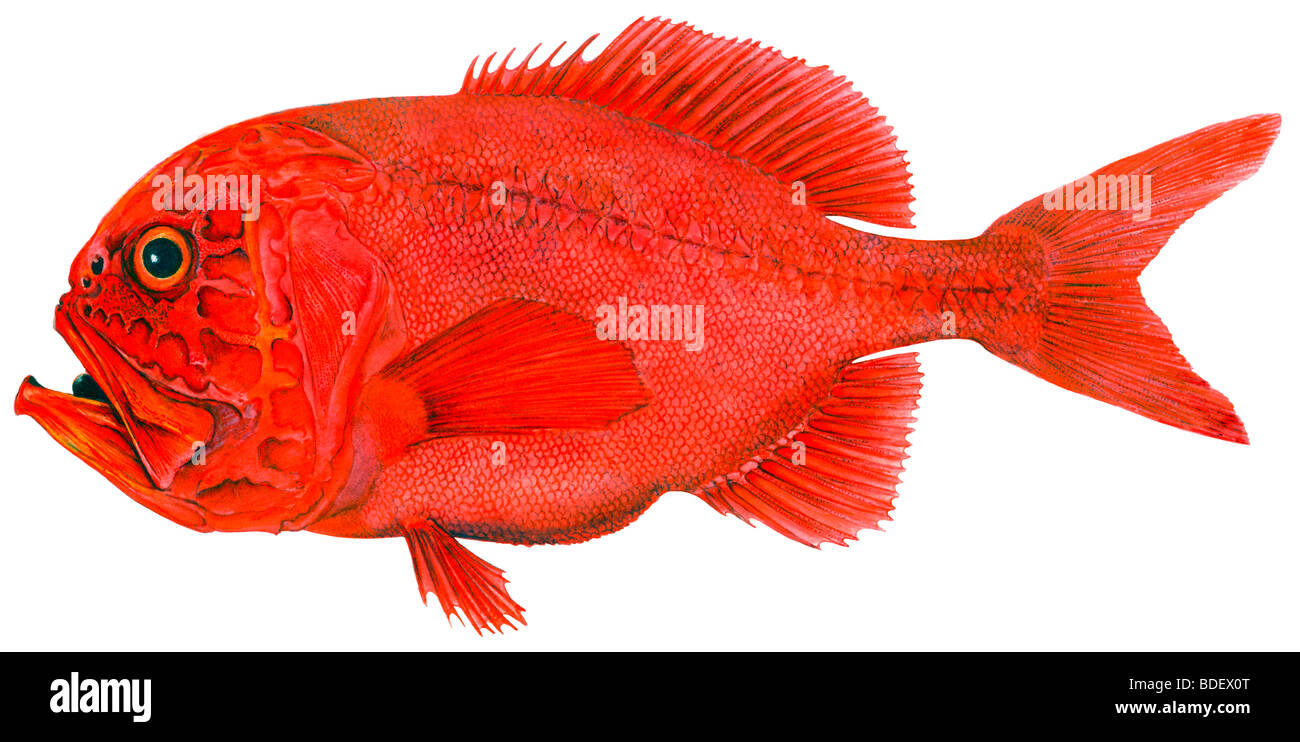 Pesce specchio atlantico (Hoplostethus atlanticus), disegno. Foto Stock