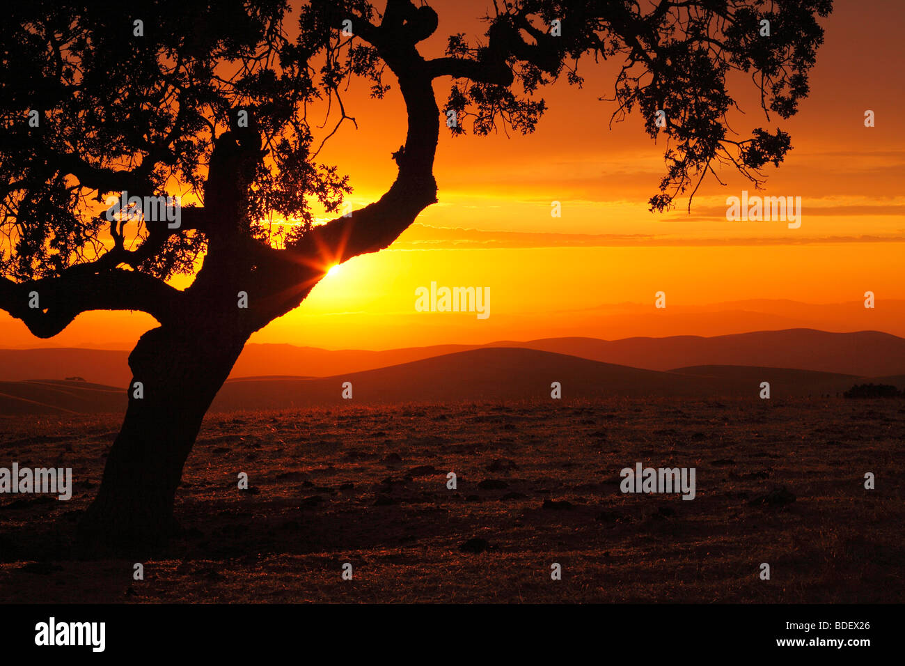 Star sun burst con albero di quercia silhouette Foto Stock