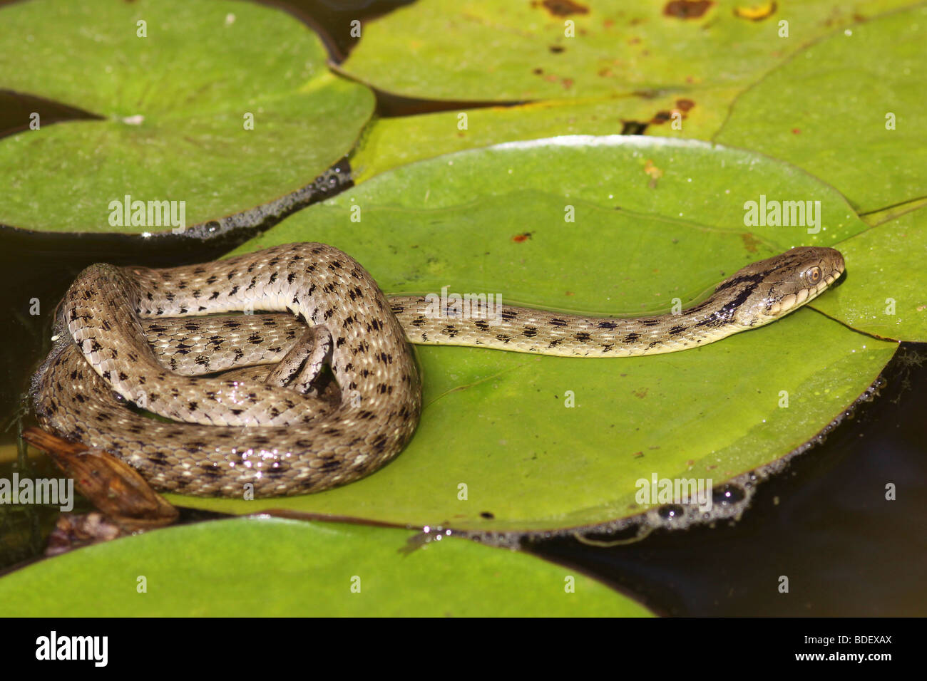 Biscia tassellata (Natrix tessellata) è un europeo non-serpente velenoso Foto Stock