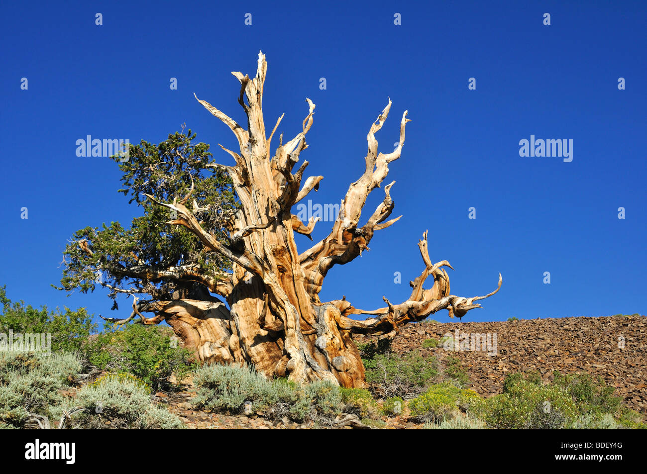 Bristlecone Pine Tree dal Bristlecone Pineta nella Foresta Nazionale di Inyo, White Mountains, California Foto Stock