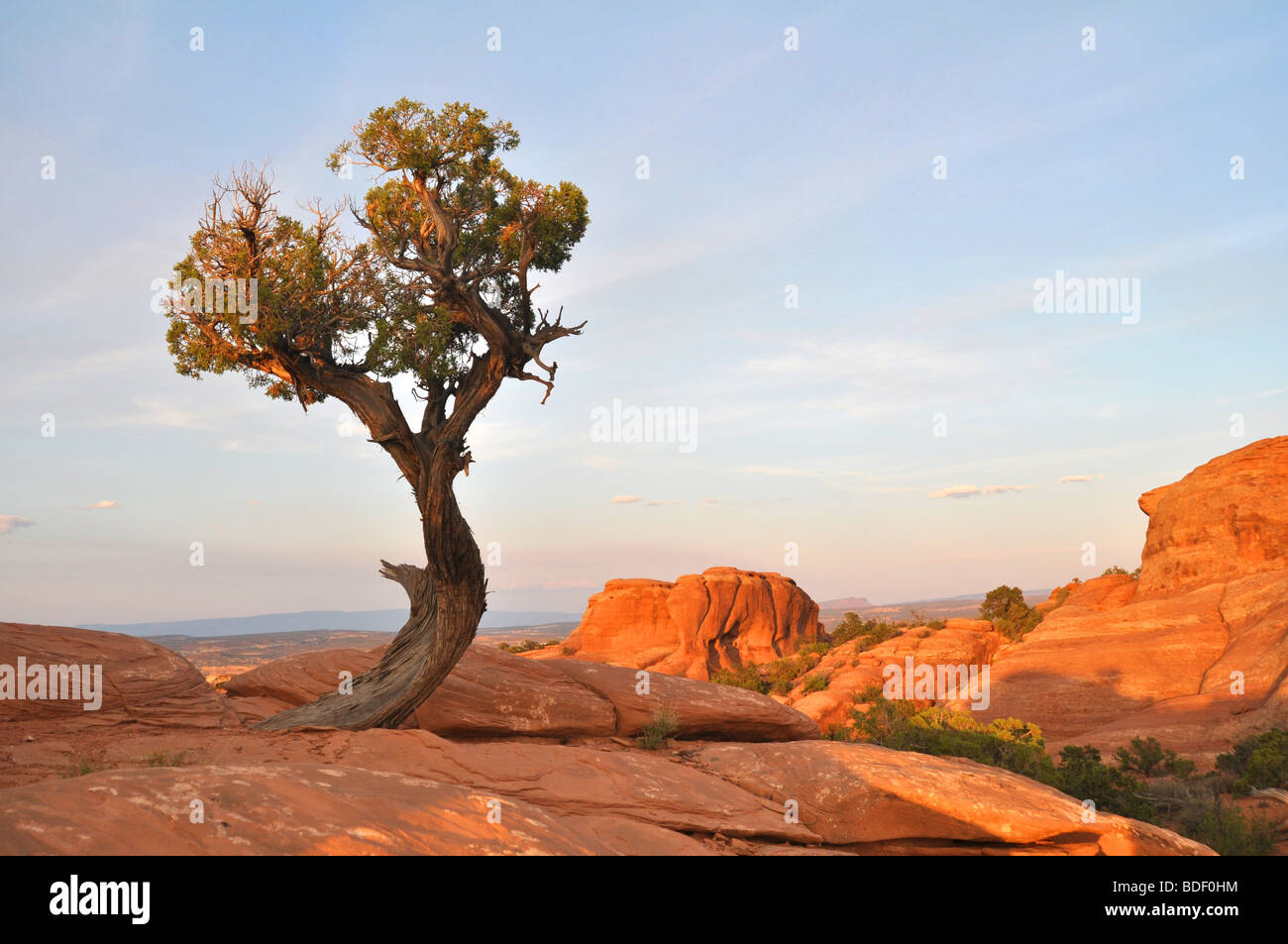 Lone Tree durante il tramonto sulla formazione di roccia al di fuori del paese di Moab, Utah in Arches National Park. Foto Stock
