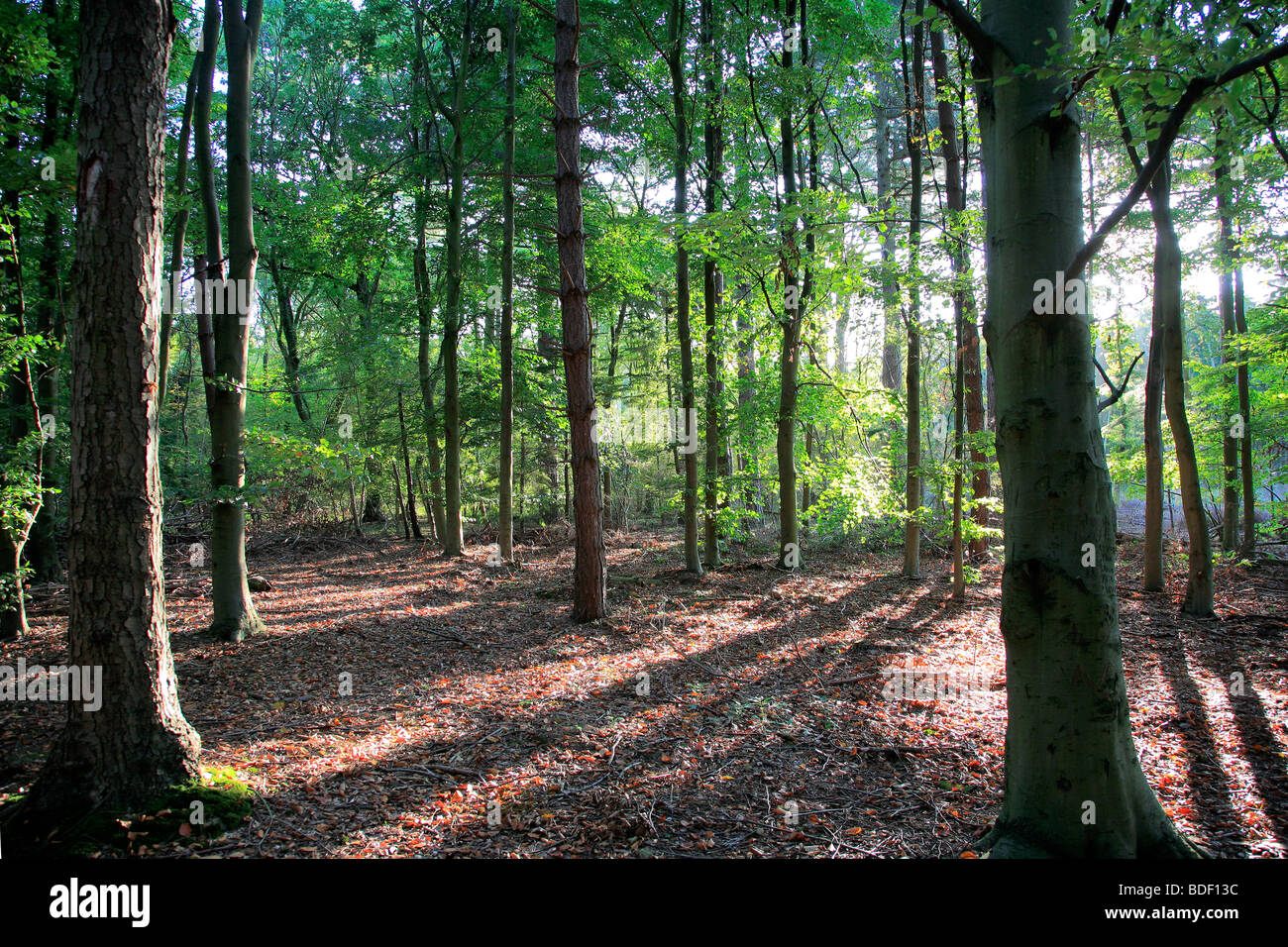 Molla di retroilluminazione alberi da bosco inglese Foresta di Sherwood commissione forestale Nottinghamshire County Inghilterra REGNO UNITO Foto Stock