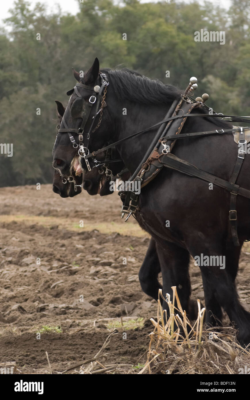 Aratro annuale Days Festival a Dudley Farm Historic State Park, Newberry, Florida--Registro Nazionale dei Luoghi Storici. Foto Stock