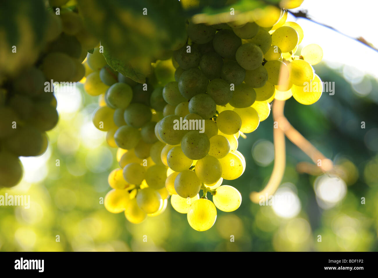 Le uve di colore verde in presenza di luce solare Foto Stock