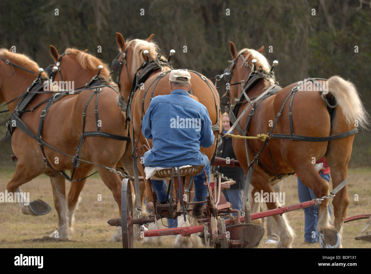 Aratro annuale Days Festival a Dudley Farm Historic State Park, Newberry, Florida--Registro Nazionale dei Luoghi Storici. Foto Stock