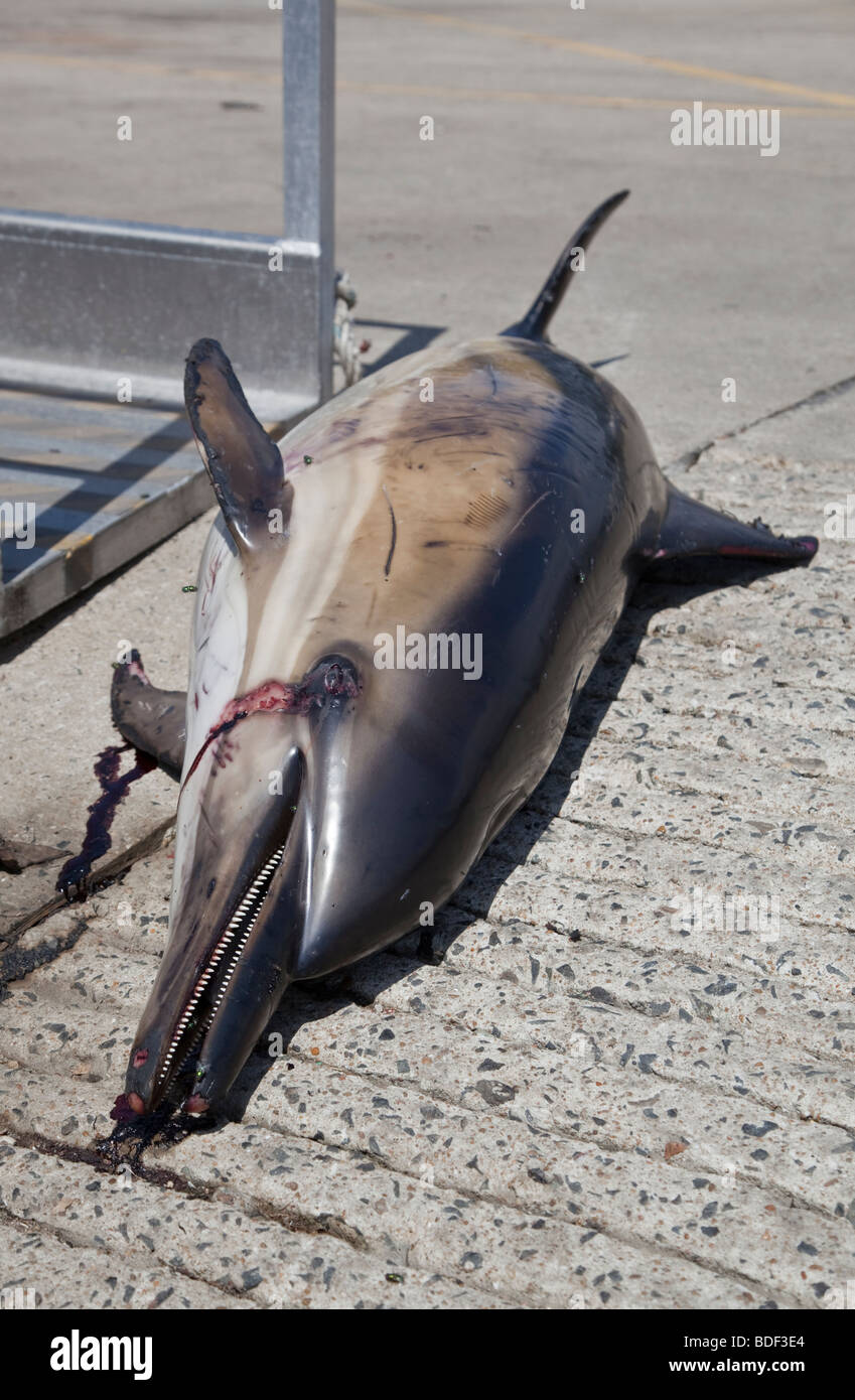 Dead focena catturati dalle reti da pesca Doelan Harbour, Brittany Foto Stock