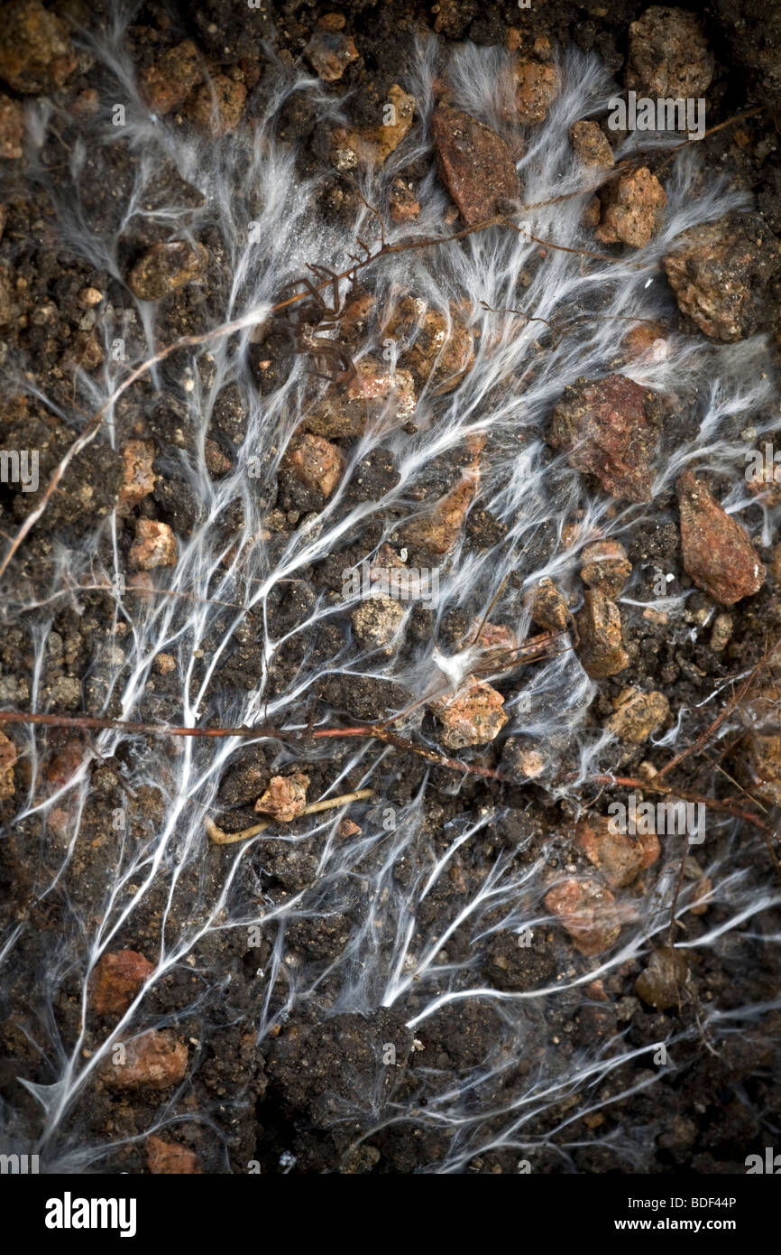Il micelio del fungo. Mycorrhizal Association, il fungo colonizza la pianta ospite di tessuti di root. Micorriza è un associazione simbiotica. Mycorhize. Foto Stock