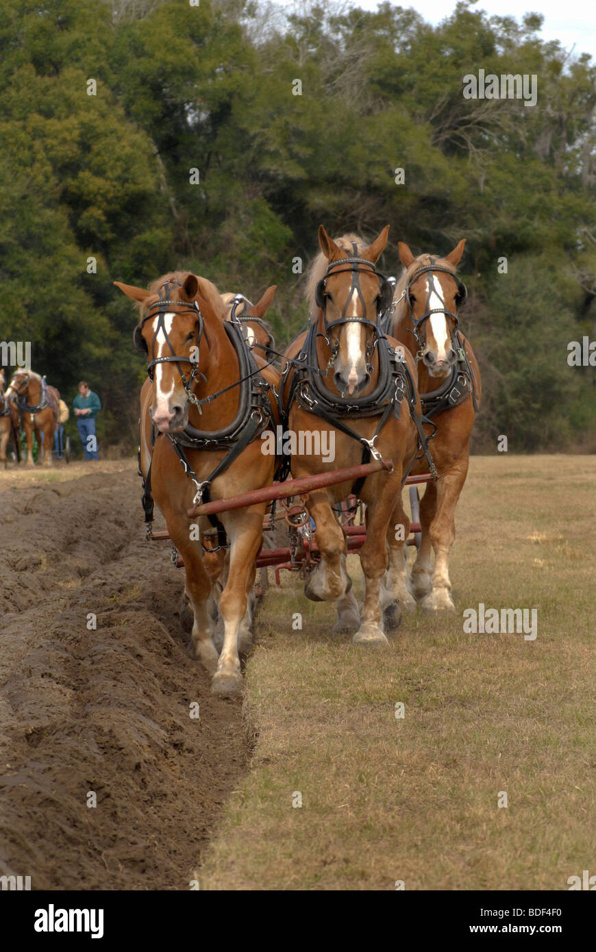 Aratro annuale Days Festival a Dudley Farm Historic State Park, Newberry, Florida--Registro Nazionale dei Luoghi Storici. Foto Stock