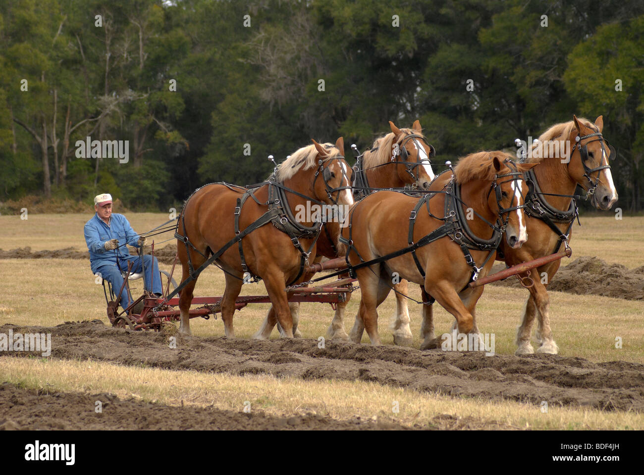 Aratro annuale Days Festival a Dudley Farm Historic State Park, Newberry, Florida--Registro Nazionale dei Luoghi Storici. Foto Stock