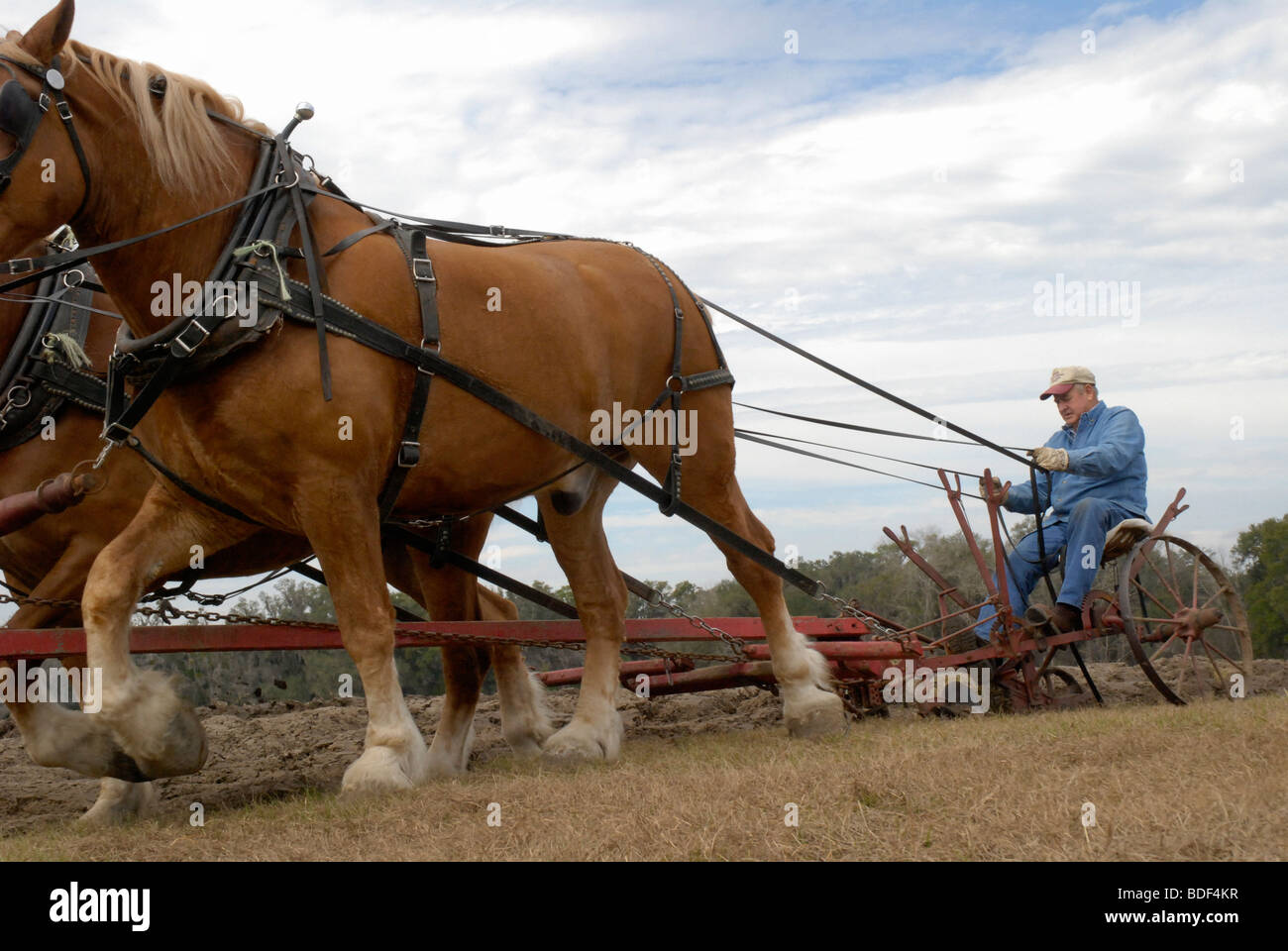 Aratro annuale Days Festival a Dudley Farm Historic State Park, Newberry, Florida--Registro Nazionale dei Luoghi Storici. Foto Stock