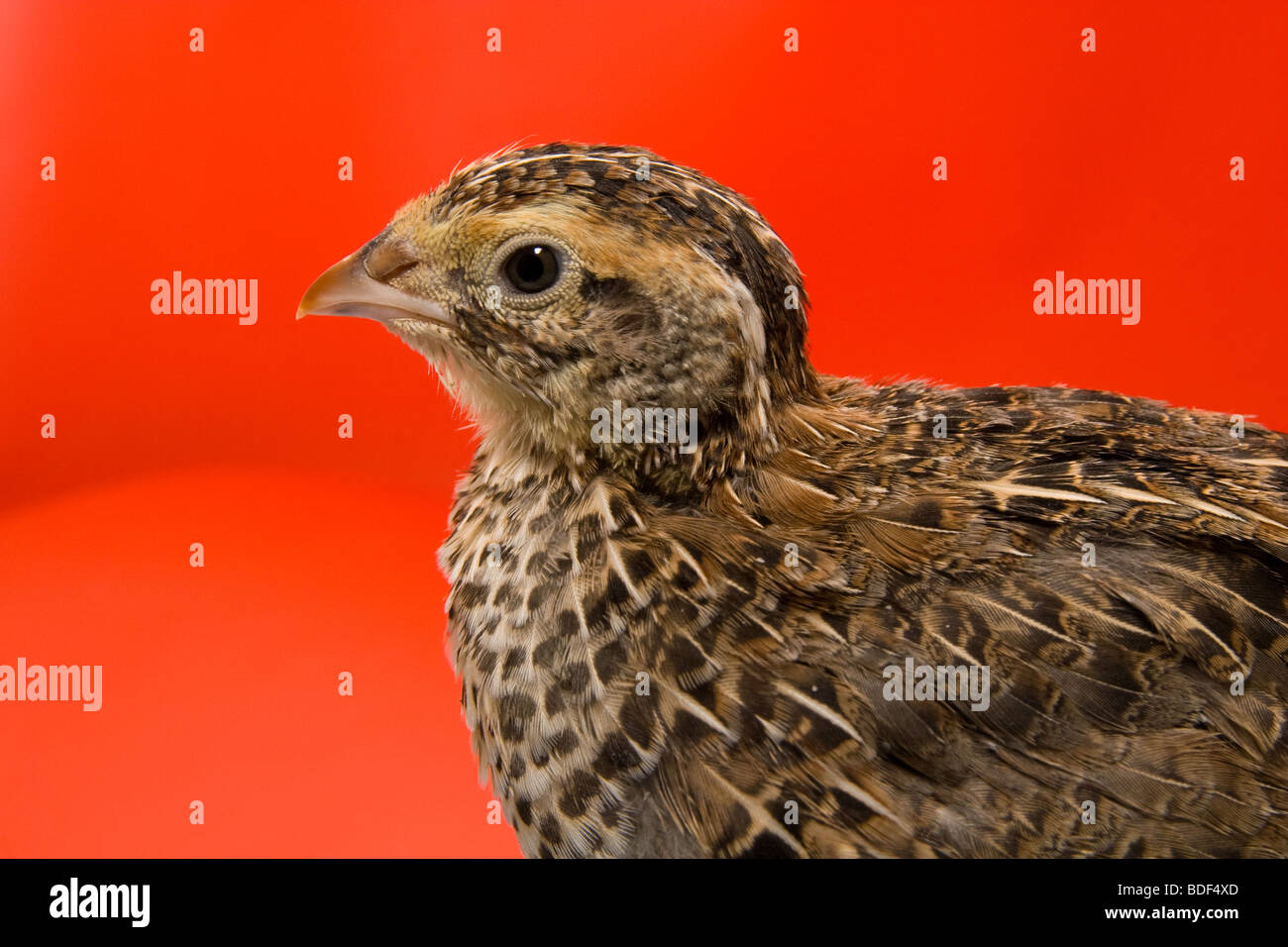 Quaglia giapponese su uno sfondo di colore rosso in studio Foto Stock