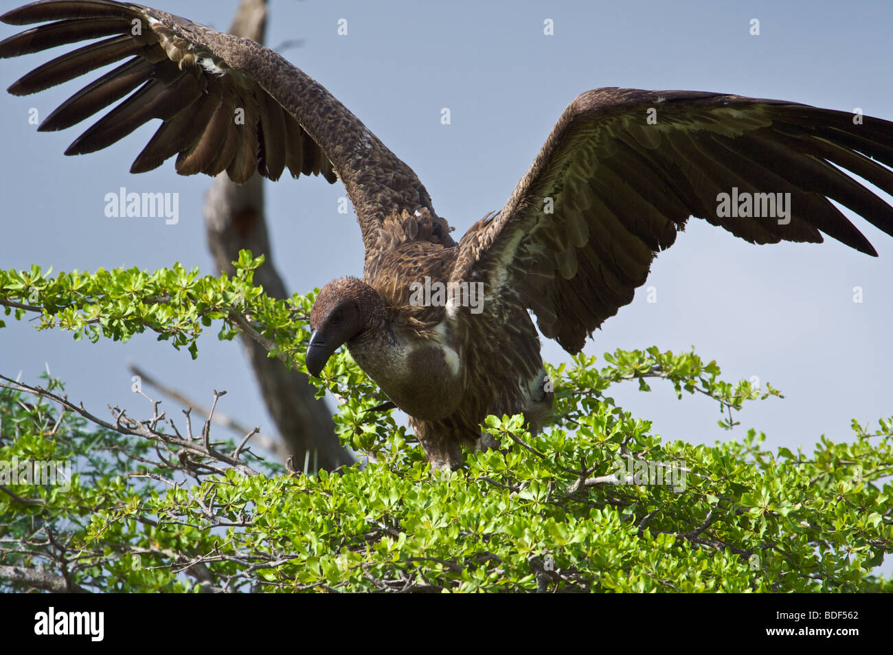 White-backed Vulture dalla Riserva Selous Tanzania, East Africa Foto Stock