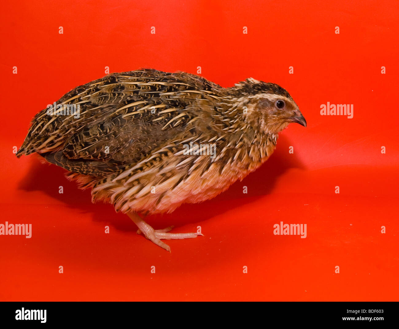 Quaglia giapponese su uno sfondo di colore rosso in studio Foto Stock