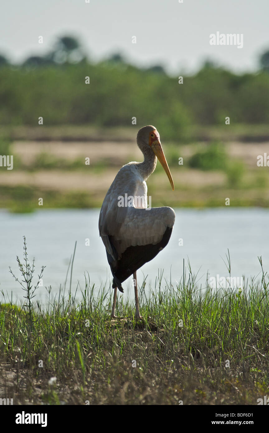 Giallo-fatturati Stork dalla Riserva Selous Tanzania, East Africa Foto Stock