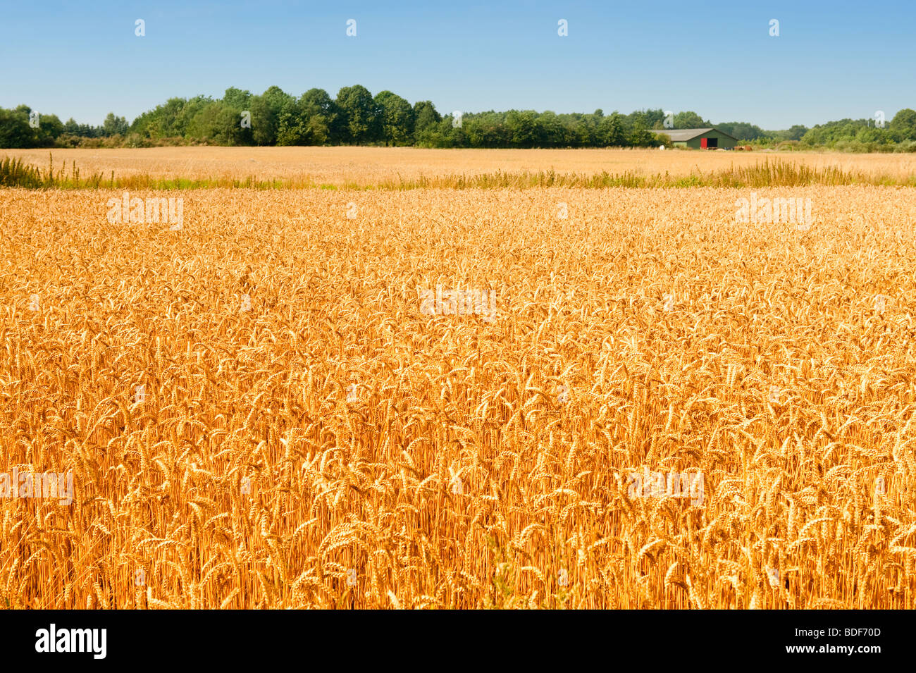 Campo di grano in Danimarca Foto Stock