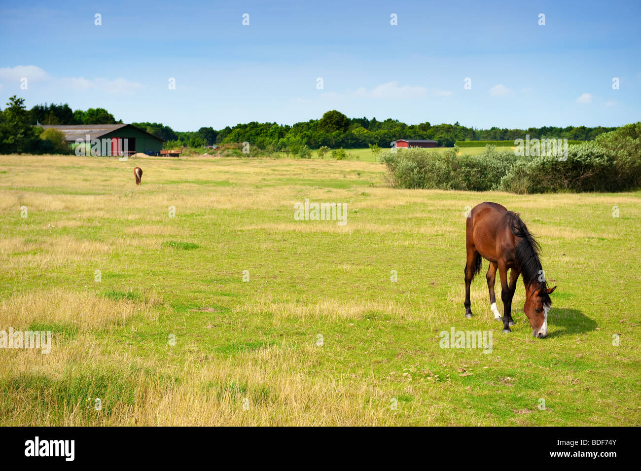 Cavalli su terreni agricoli in estate , Danimarca Foto Stock