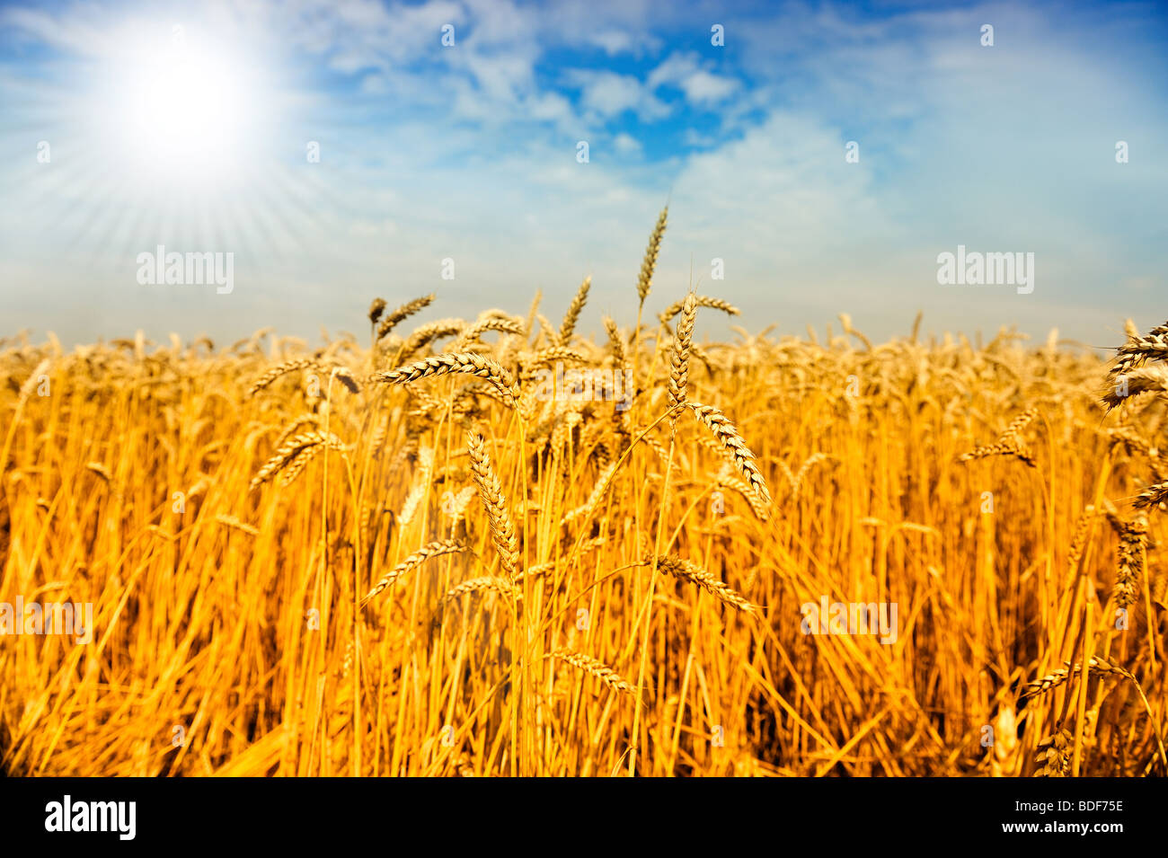 Campo di grano in Danimarca Foto Stock