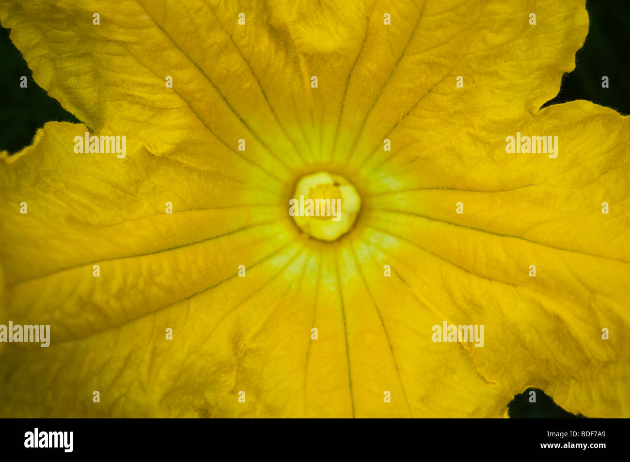 Close up di zucca gialla fiore Foto Stock