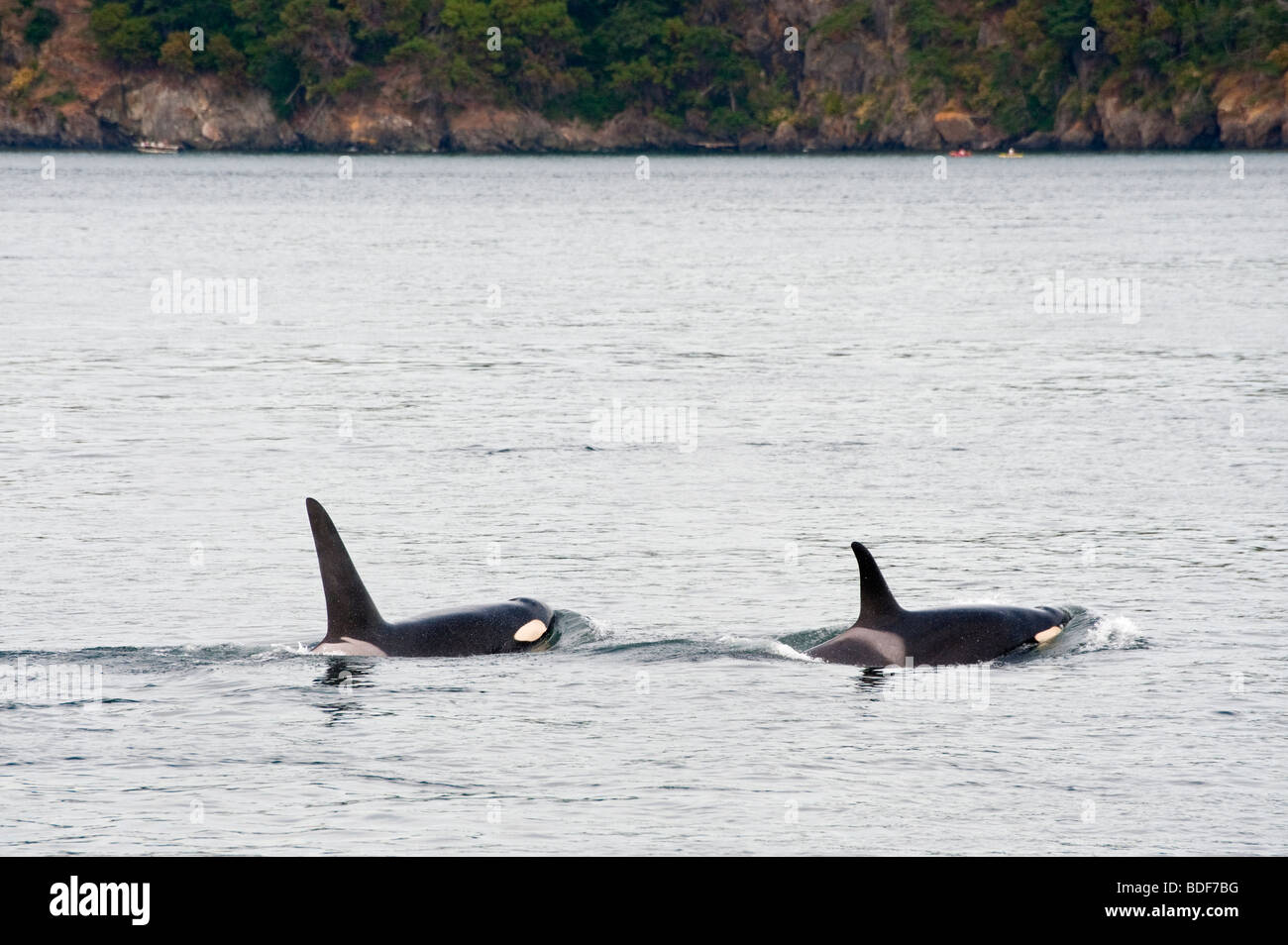 Una coppia di Orca balene superficie al largo della costa occidentale di Lopez isola in San Juan Islands dello Stato di Washington, USA. Foto Stock