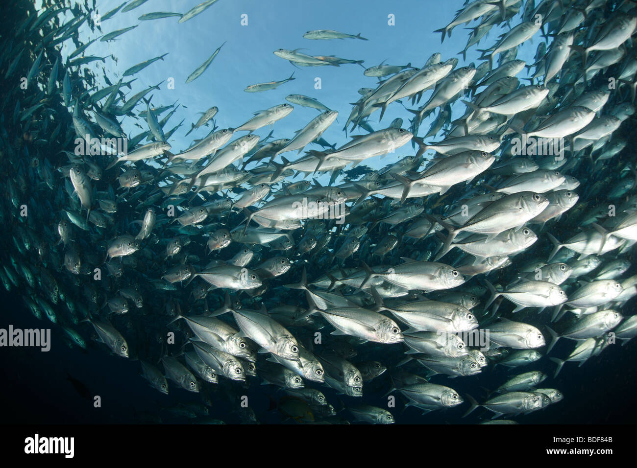 Black Jack (Caranx lugubris), grande scuola o esca palla sul relitto Liberty in Tulamben, Bali. Foto Stock