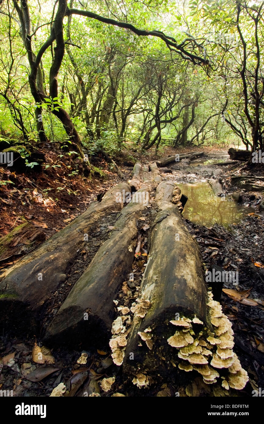 Il ponte di registro sul burro Gap Trail - Pisgah National Forest, vicino Brevard, Carolina del Nord Foto Stock