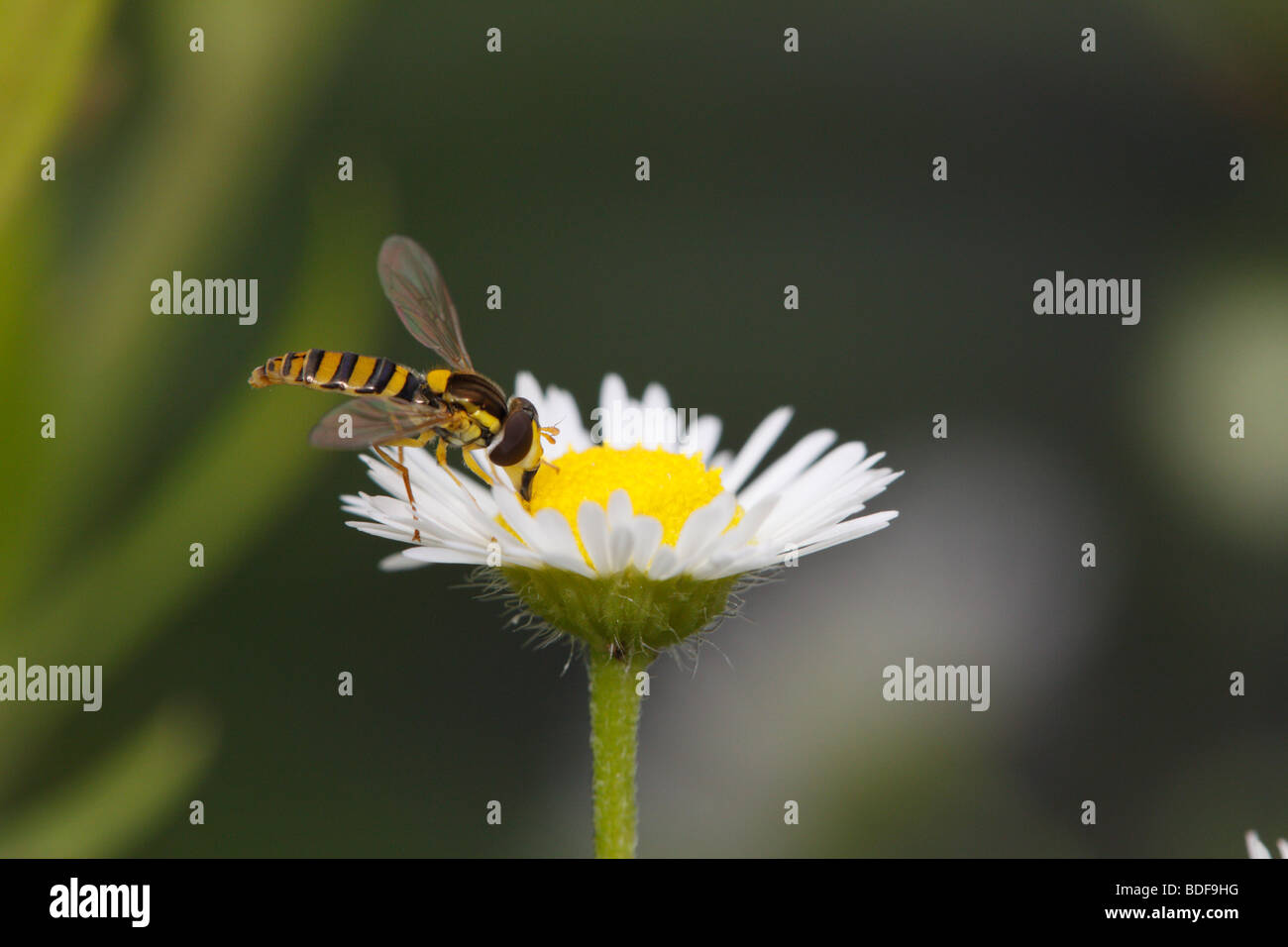 Sphaerophoria scripta, un hoverfly, alimentando il fleabane daisy (Erigeron). Uno dei più abbondanti specie hoverfly. Foto Stock