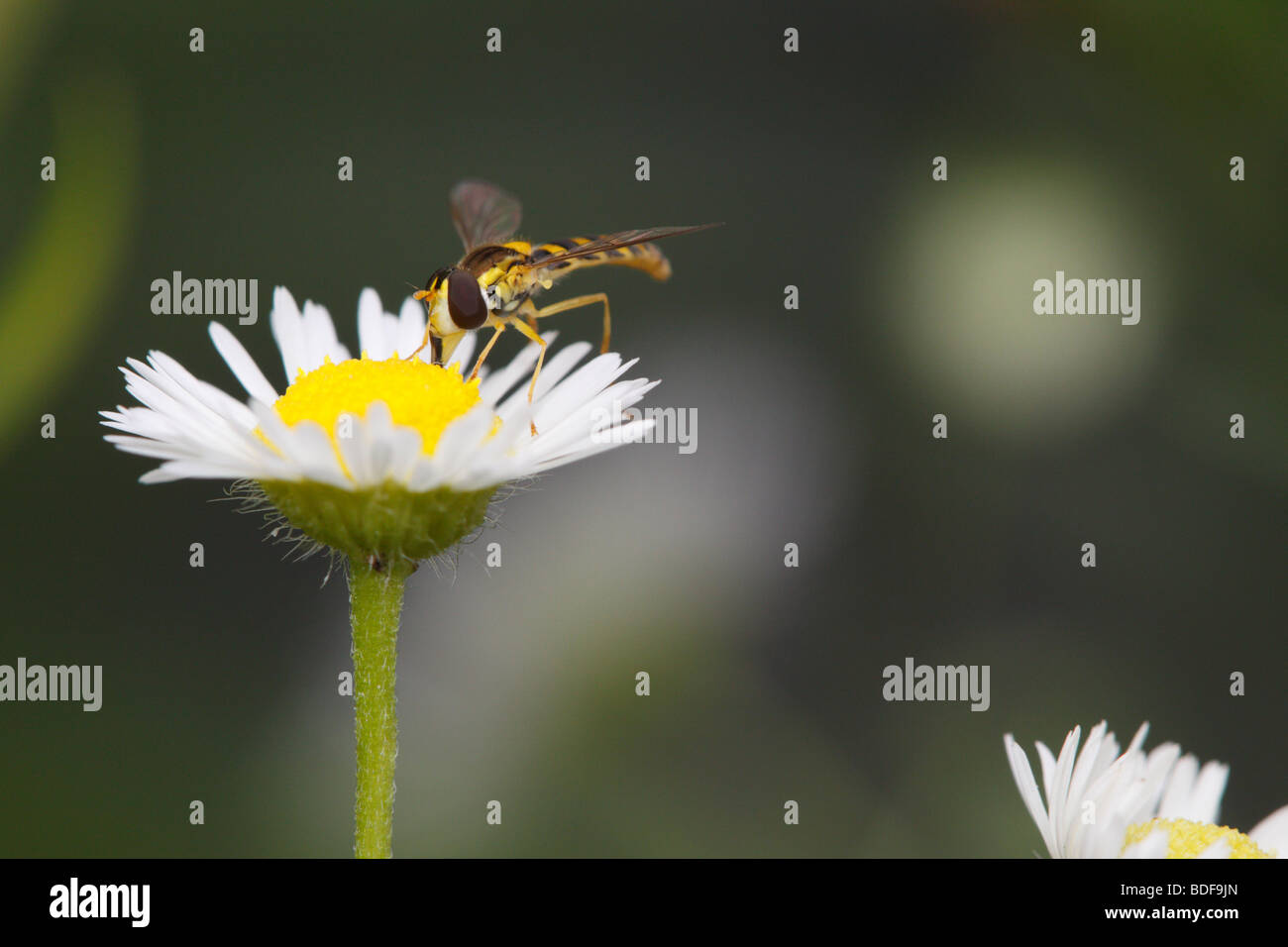 Sphaerophoria scripta, un hoverfly, alimentando il fleabane daisy (Erigeron). Uno dei più abbondanti specie hoverfly. Foto Stock