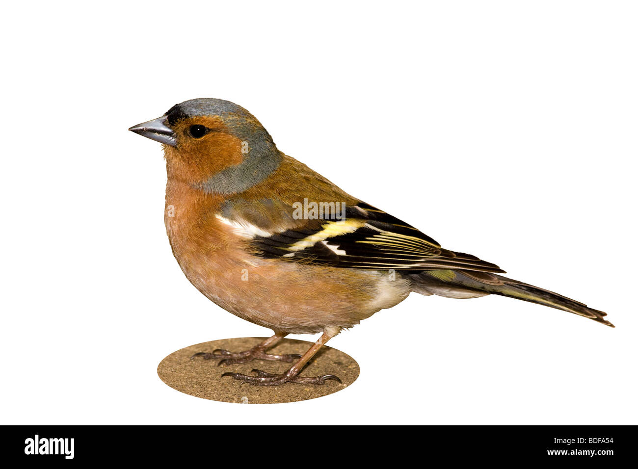 Il maschio è isolato su uno sfondo bianco. Foto Stock