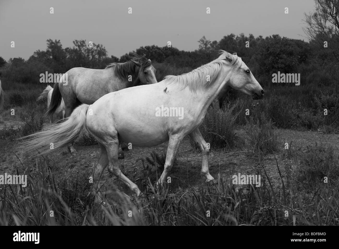Camargue, Francia, cavalli selvaggi Foto Stock