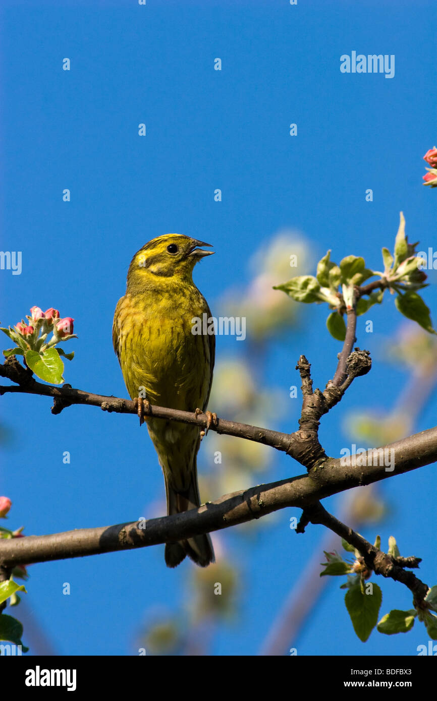 Il Zigolo giallo, Emberiza citrinella, è un uccello passerine nel pavese di famiglia Emberizidae. Maschio Foto Stock