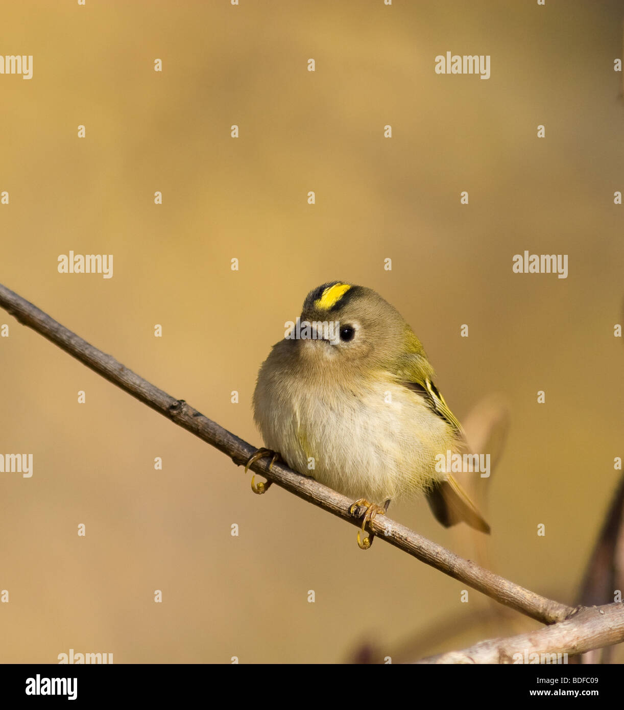 Goldcrest Regulus regulus Foto Stock