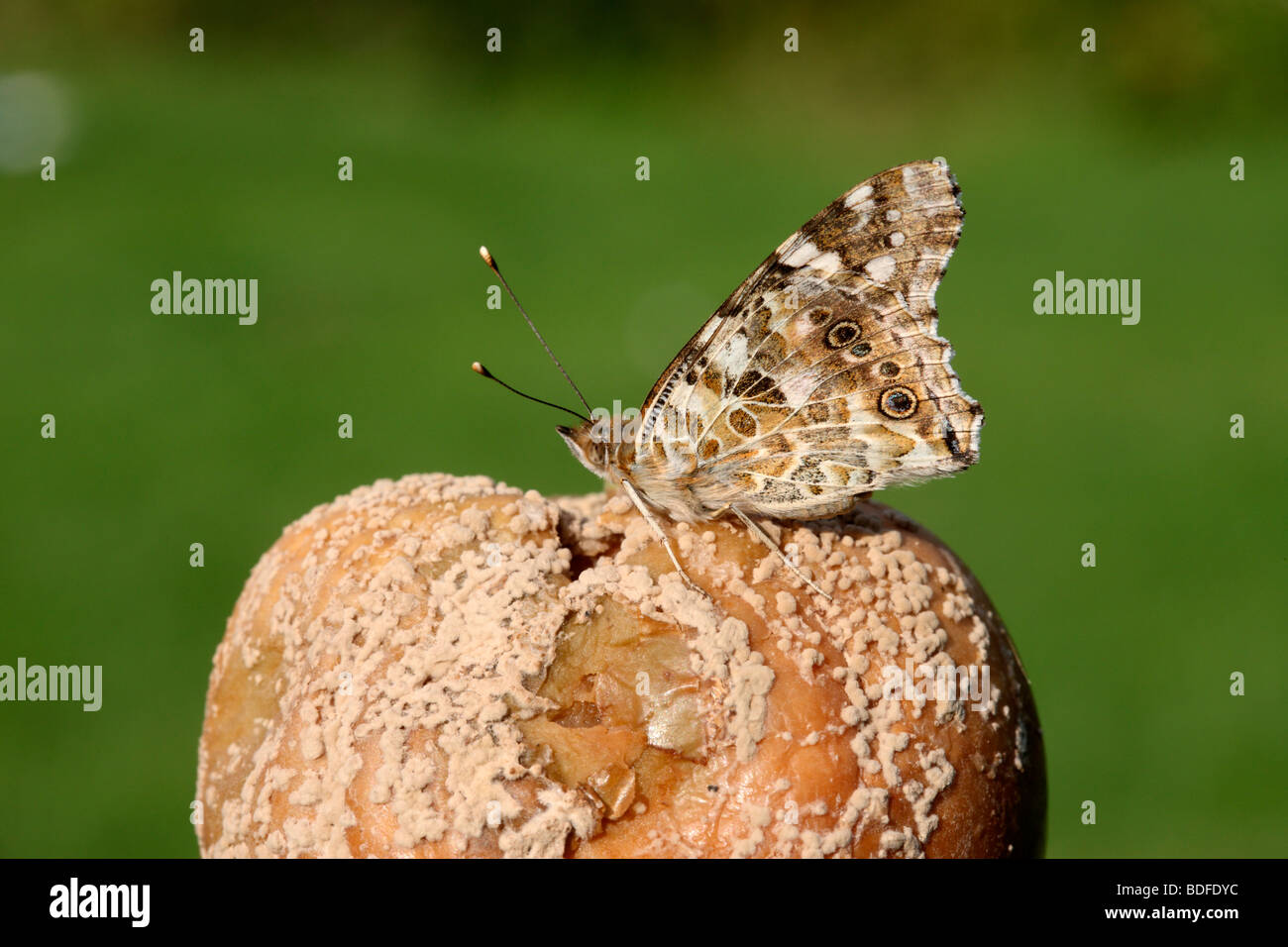 Dipinto di lady butterfly, Vanessa cardui, Midlands, Agosto 2009 Foto Stock