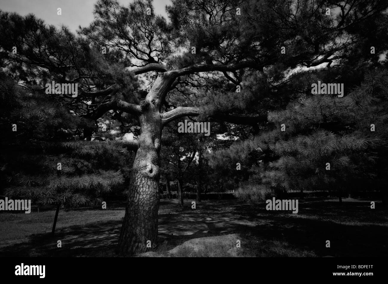 Rosso giapponese pine (Pinus densiflora). Imperial Palace parco. Il protocollo di Kyoto. Kansai (aka Kinki) regione. Giappone Foto Stock