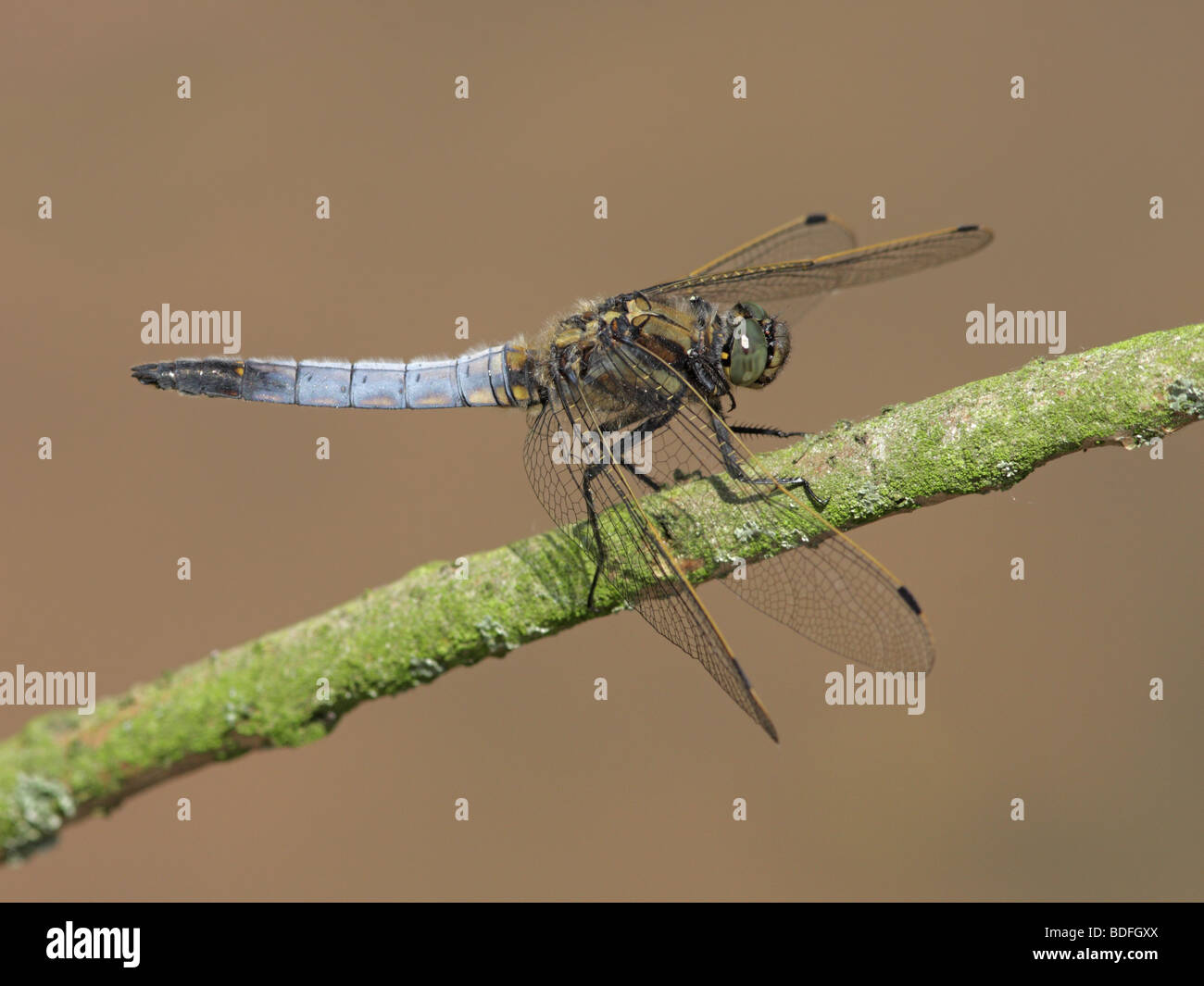 Nero-tailed Skimmer Dragonfly, appoggiato su un ramo sottile Foto Stock