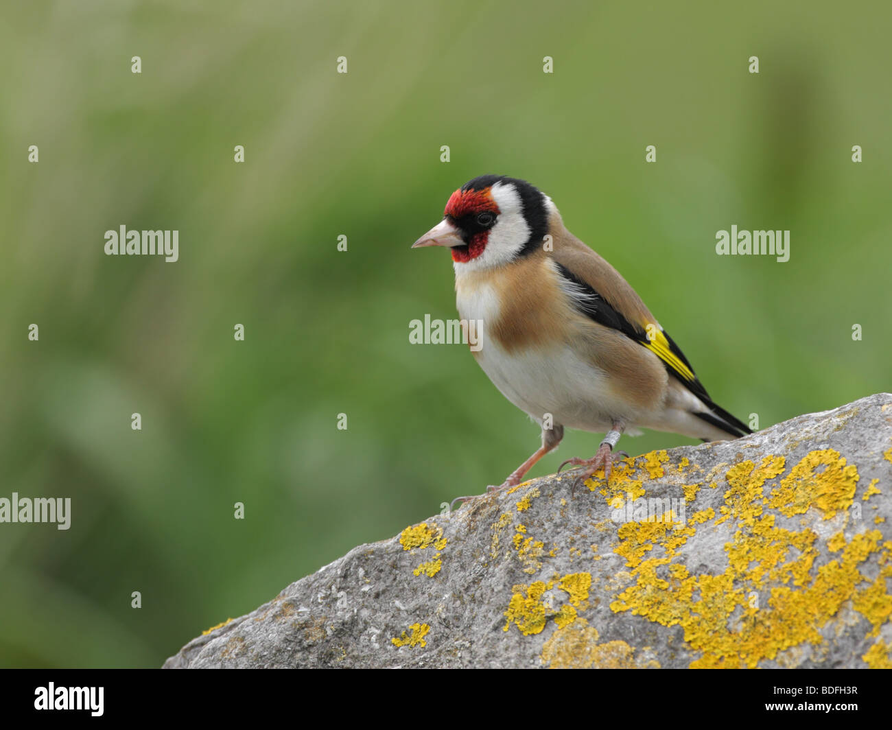 Cardellino, appollaiato su un lichene coperto rock Foto Stock