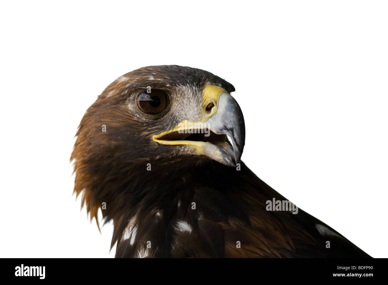 Testa di un American Golden Eagle isolati su sfondo bianco Foto Stock
