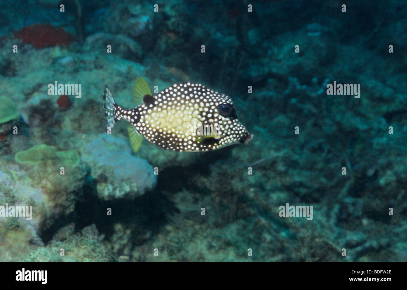 Subacquea pesci marini al largo dell'isola di Grenada. Boxfish. Lactophrys Triqueter. Foto Stock