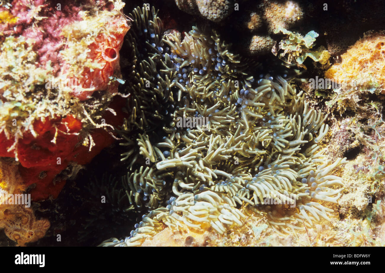 Amazing underwater organismi marini, girato mentre scuba diving al largo dell'isola di Grenada, West Indies Foto Stock