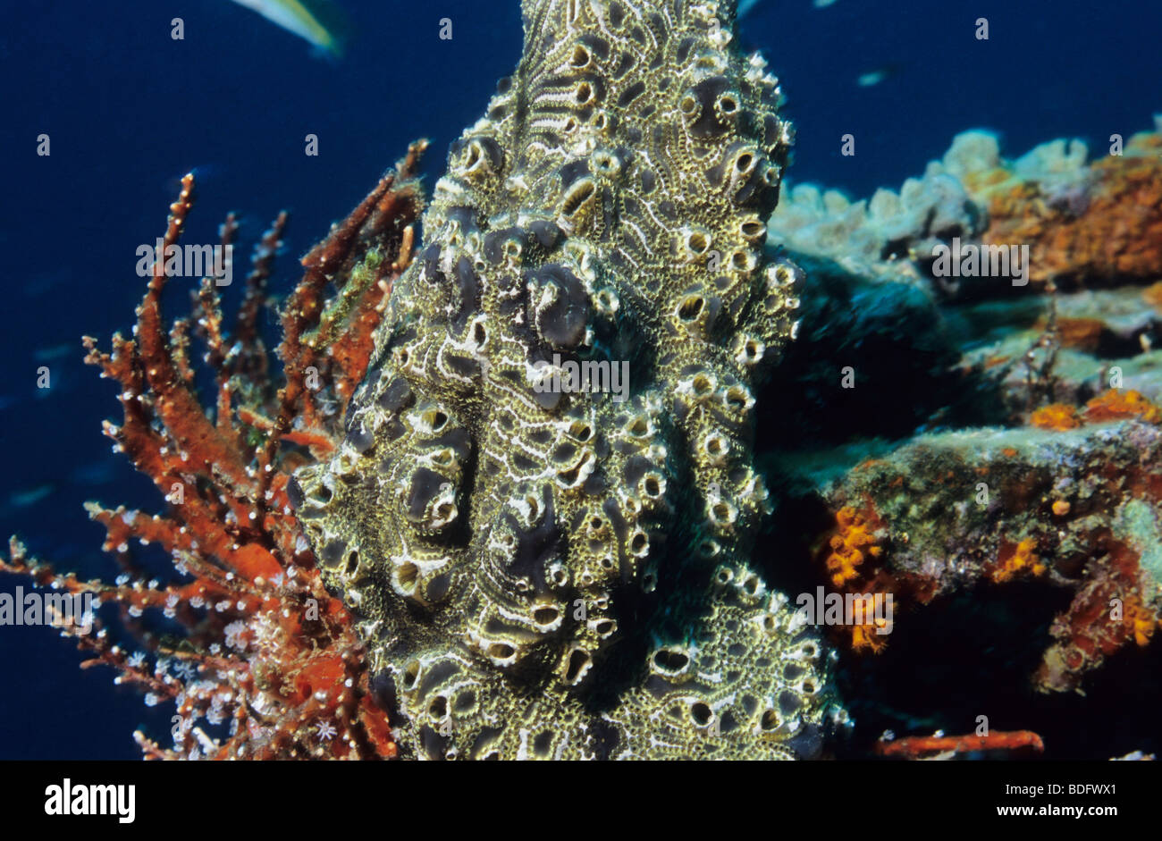Amazing underwater organismi marini, girato mentre scuba diving al largo dell'isola di Grenada, West Indies Foto Stock