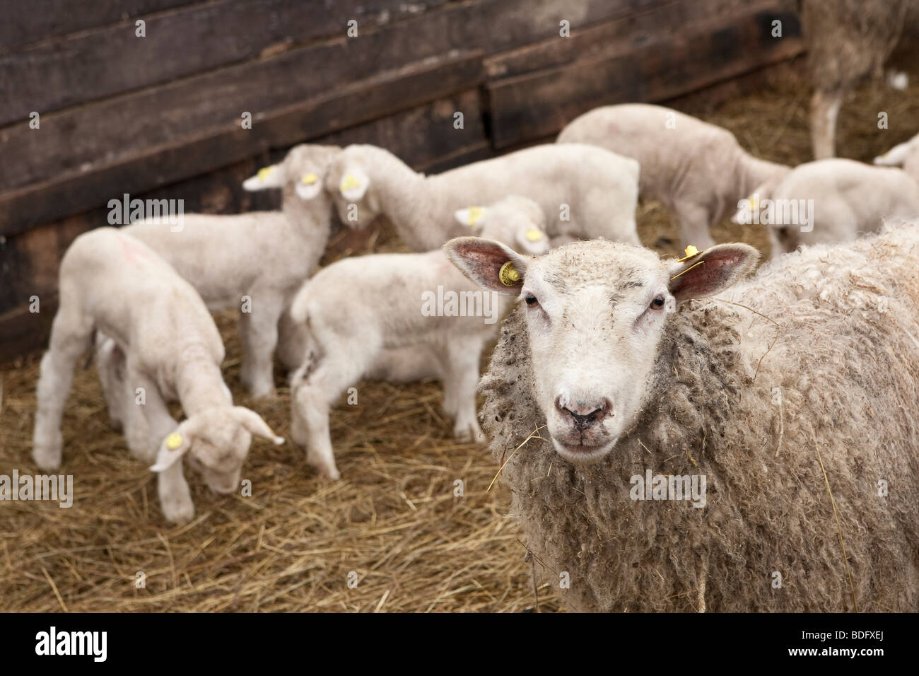 Le pecore e gli agnelli in Charlevoix, quebec, Canada Foto Stock