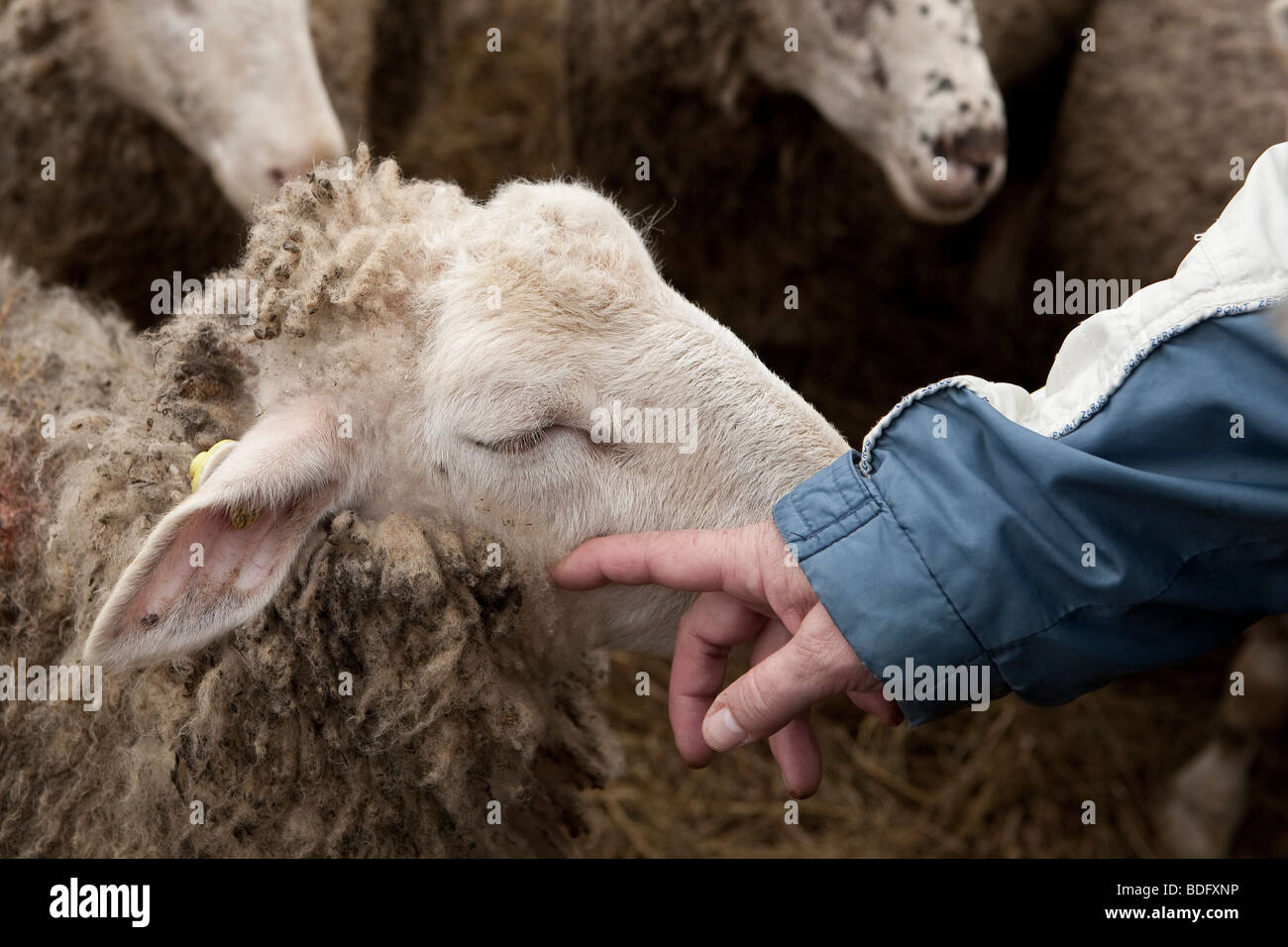 Le pecore e gli agnelli in Charlevoix, quebec, Canada Foto Stock