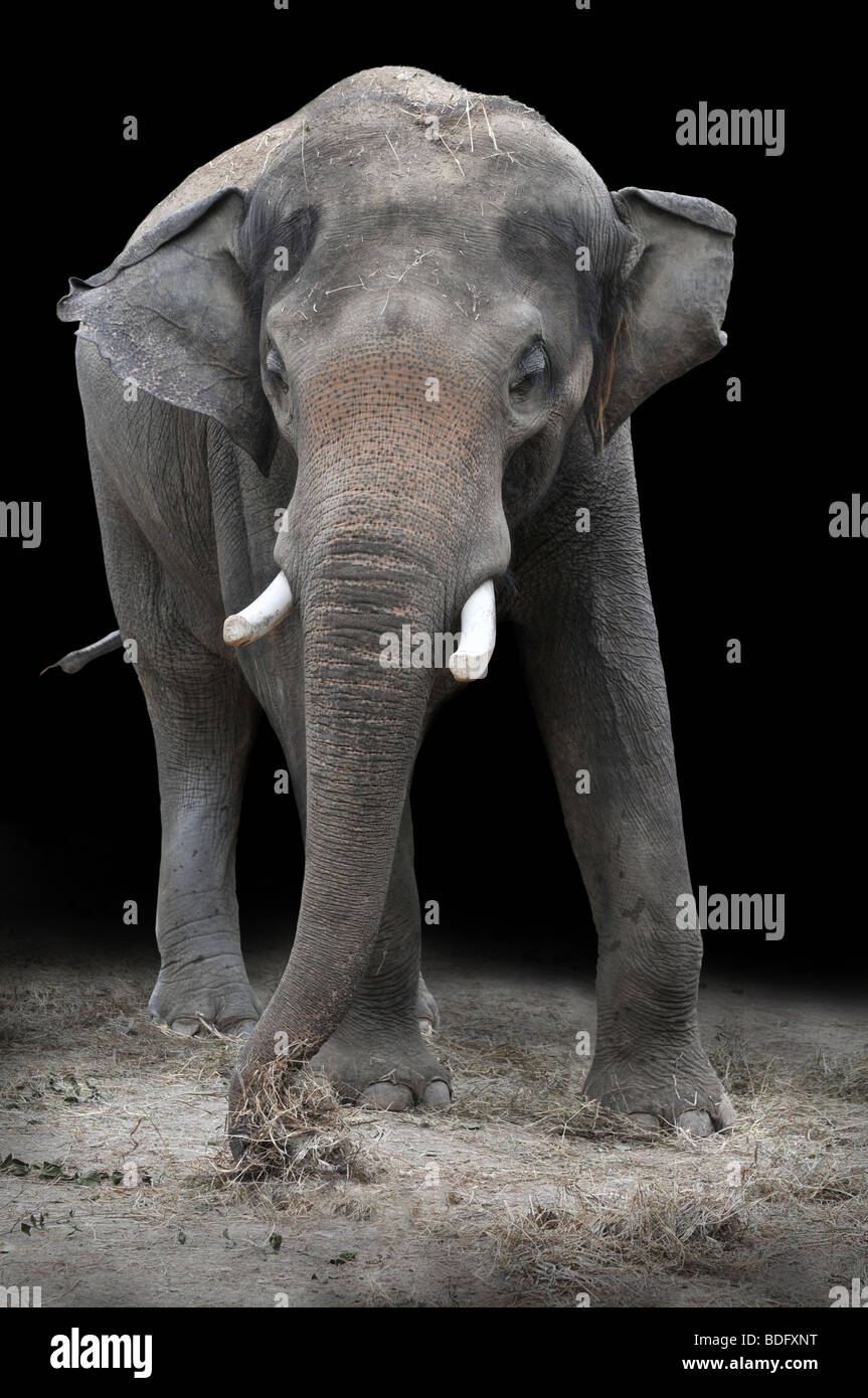 Giovane elefante Asiatico mangiare vegetazioni su uno sfondo scuro Foto Stock