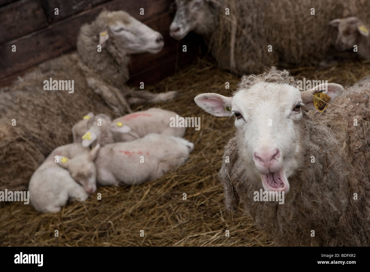 Le pecore e gli agnelli in Charlevoix, quebec, Canada Foto Stock
