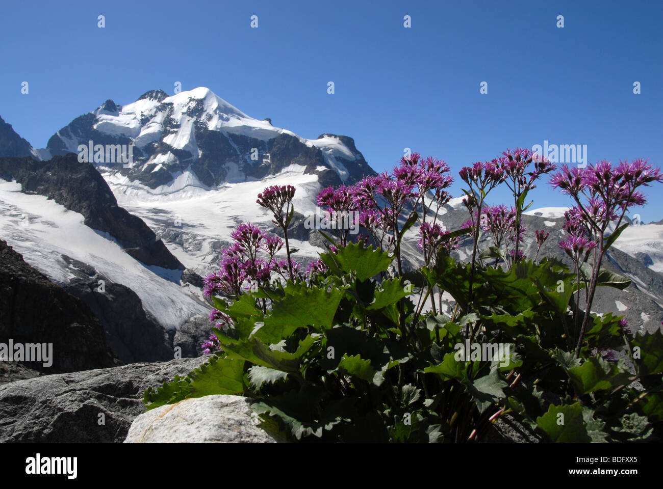 Piz Roseg (3987m) e fiori selvatici alpini, Engadina, Grinsons, Svizzera Foto Stock