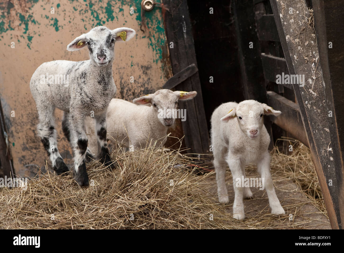 Le pecore e gli agnelli in Charlevoix, quebec, Canada Foto Stock