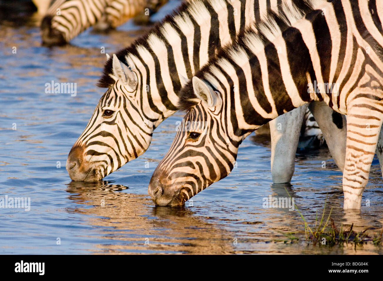 La Burchell Zebra, pianure Zebra (Equus burchelli), Etosha, Namibia Foto Stock